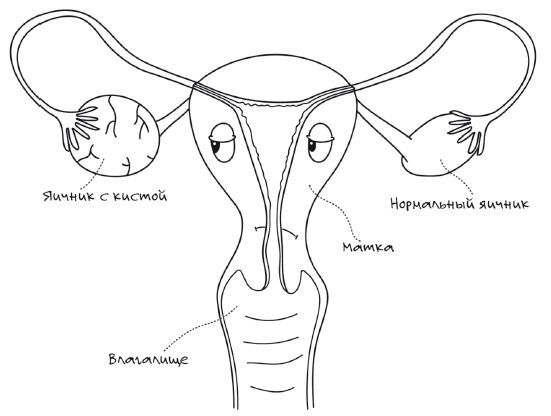 Иллюстрация к книге — Женское здоровье: между нами девочками [i_010.jpg]
