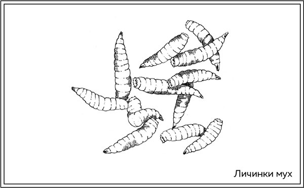 Иллюстрация к книге — Когда насекомые ползают по трупам. Как энтомолог помогает раскрывать преступления [i_005.jpg]