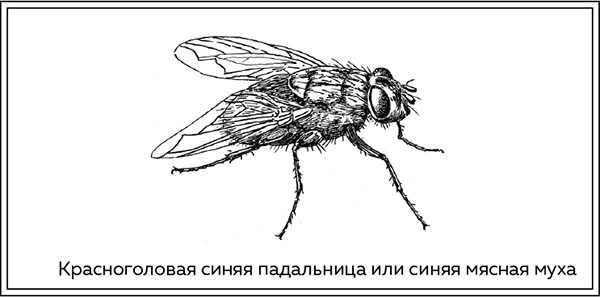 Иллюстрация к книге — Когда насекомые ползают по трупам. Как энтомолог помогает раскрывать преступления [i_010.jpg]