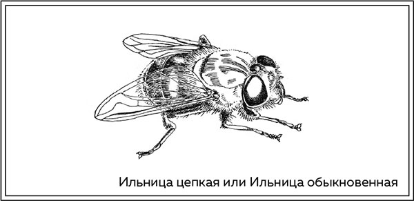 Иллюстрация к книге — Когда насекомые ползают по трупам. Как энтомолог помогает раскрывать преступления [i_012.jpg]