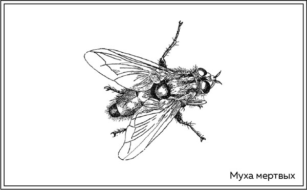 Иллюстрация к книге — Когда насекомые ползают по трупам. Как энтомолог помогает раскрывать преступления [i_014.jpg]