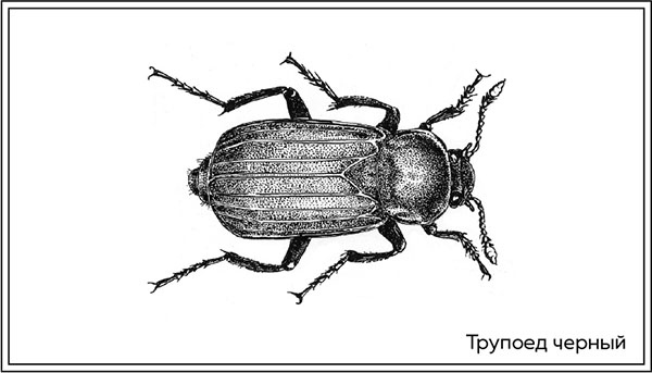 Иллюстрация к книге — Когда насекомые ползают по трупам. Как энтомолог помогает раскрывать преступления [i_019.jpg]