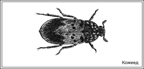 Иллюстрация к книге — Когда насекомые ползают по трупам. Как энтомолог помогает раскрывать преступления [i_023.jpg]