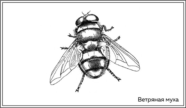 Иллюстрация к книге — Когда насекомые ползают по трупам. Как энтомолог помогает раскрывать преступления [i_025.jpg]