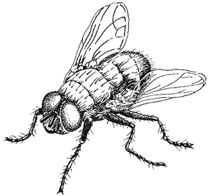 Иллюстрация к книге — Когда насекомые ползают по трупам. Как энтомолог помогает раскрывать преступления [i_026.jpg]