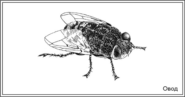 Иллюстрация к книге — Когда насекомые ползают по трупам. Как энтомолог помогает раскрывать преступления [i_028.jpg]