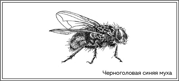 Иллюстрация к книге — Когда насекомые ползают по трупам. Как энтомолог помогает раскрывать преступления [i_031.jpg]