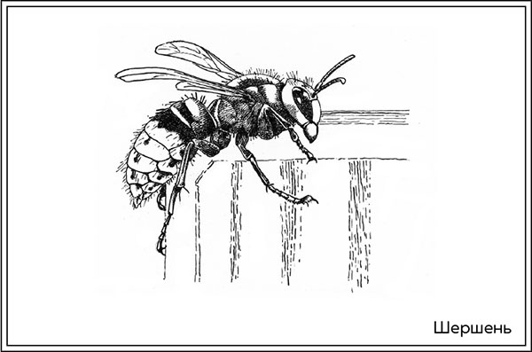 Иллюстрация к книге — Когда насекомые ползают по трупам. Как энтомолог помогает раскрывать преступления [i_033.jpg]