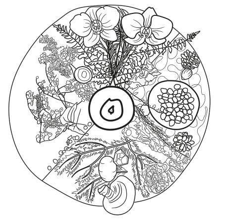 Иллюстрация к книге — Оживай! Мой путь к источнику силы. Уйти из офиса в лес, чтобы найти себя [i_009.jpg]