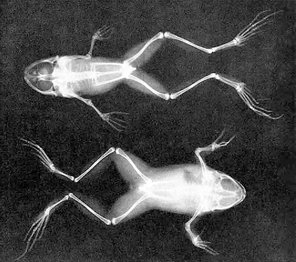 Иллюстрация к книге — Солнечное вещество и другие повести, а также Жизнь и судьба Матвея Бронштейна и Лидии Чуковской (сборник) [i_042.jpg]