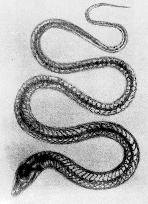 Иллюстрация к книге — Солнечное вещество и другие повести, а также Жизнь и судьба Матвея Бронштейна и Лидии Чуковской (сборник) [i_044.jpg]