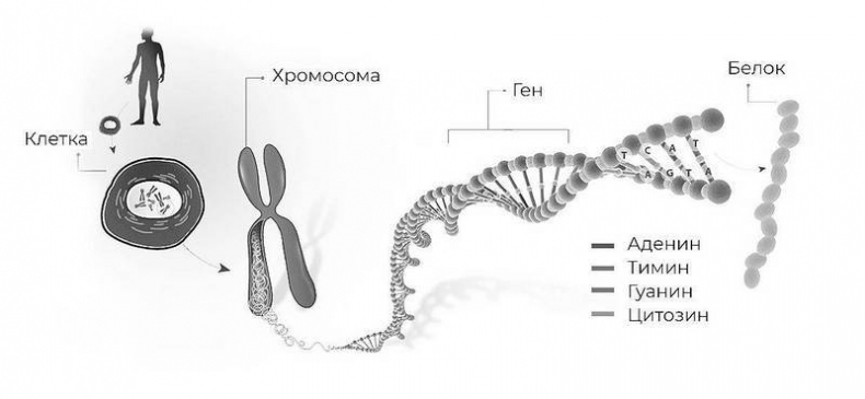 Иллюстрация к книге — Эпигенетика. Управляй своими генами [i_007.jpg]