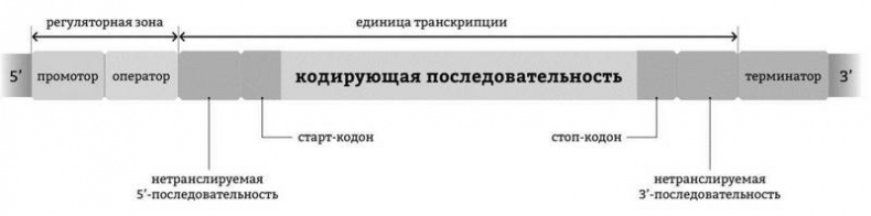 Иллюстрация к книге — Эпигенетика. Управляй своими генами [i_010.jpg]