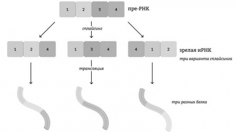 Иллюстрация к книге — Эпигенетика. Управляй своими генами [i_011.jpg]