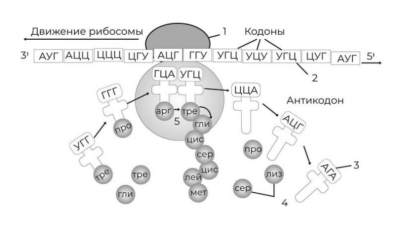 Иллюстрация к книге — Эпигенетика. Управляй своими генами [i_012.jpg]