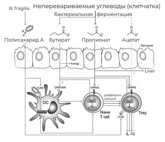 Иллюстрация к книге — Эпигенетика. Управляй своими генами [i_031.jpg]