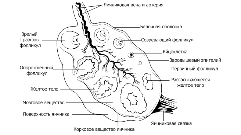 Иллюстрация к книге — Добрая книга для будущей мамы. Позитивное руководство для тех, кто хочет ребенка [i_004.jpg]