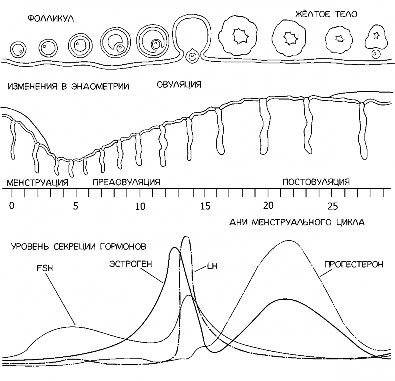 Иллюстрация к книге — Добрая книга для будущей мамы. Позитивное руководство для тех, кто хочет ребенка [i_007.jpg]