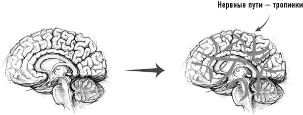 Иллюстрация к книге — Тело знает лучше. Методика интуитивного питания для комфортного веса [i_003.jpg]