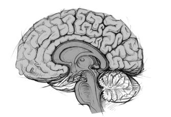 Иллюстрация к книге — Тело знает лучше. Методика интуитивного питания для комфортного веса [i_008.jpg]