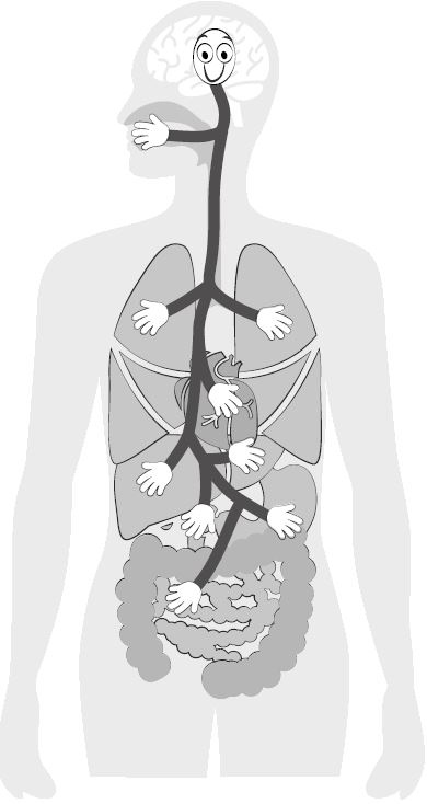 Иллюстрация к книге — Тело знает лучше. Методика интуитивного питания для комфортного веса [i_013.jpg]