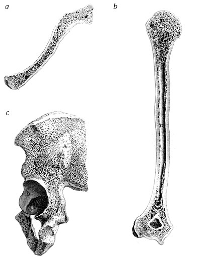Иллюстрация к книге — Кости: внутри и снаружи [i_004.jpg]