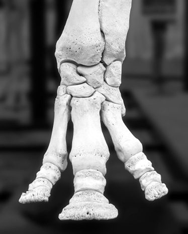 Иллюстрация к книге — Кости: внутри и снаружи [i_005.jpg]