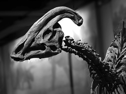 Иллюстрация к книге — Кости: внутри и снаружи [i_010.jpg]