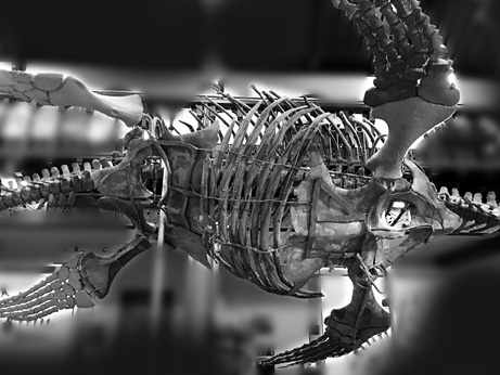 Иллюстрация к книге — Кости: внутри и снаружи [i_011.jpg]