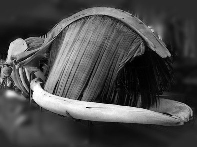 Иллюстрация к книге — Кости: внутри и снаружи [i_018.jpg]