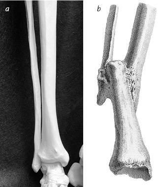 Иллюстрация к книге — Кости: внутри и снаружи [i_021.jpg]