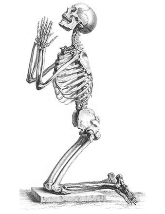 Иллюстрация к книге — Кости: внутри и снаружи [i_038.jpg]