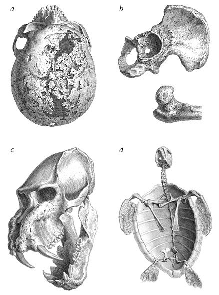 Иллюстрация к книге — Кости: внутри и снаружи [i_039.jpg]