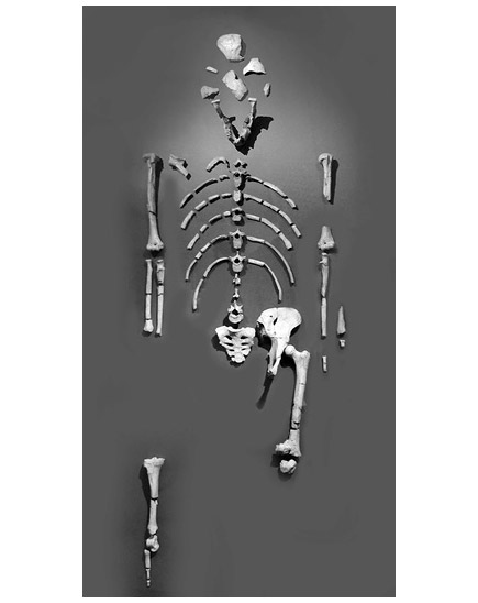 Иллюстрация к книге — Кости: внутри и снаружи [i_045.jpg]