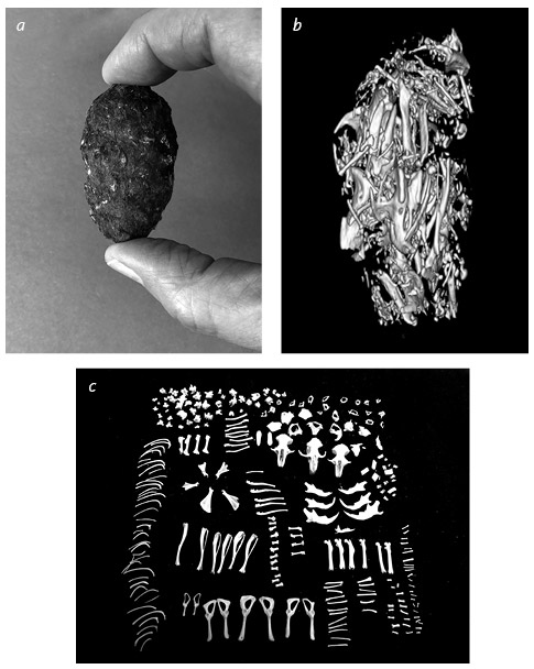 Иллюстрация к книге — Кости: внутри и снаружи [i_046.jpg]