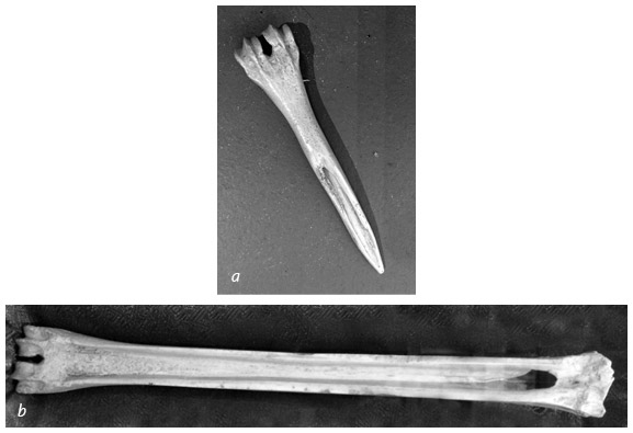 Иллюстрация к книге — Кости: внутри и снаружи [i_069.jpg]