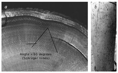 Иллюстрация к книге — Кости: внутри и снаружи [i_074.jpg]