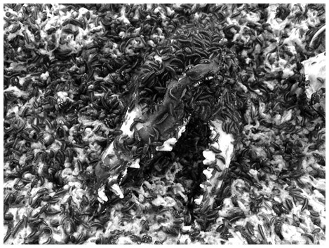 Иллюстрация к книге — Кости: внутри и снаружи [i_081.jpg]