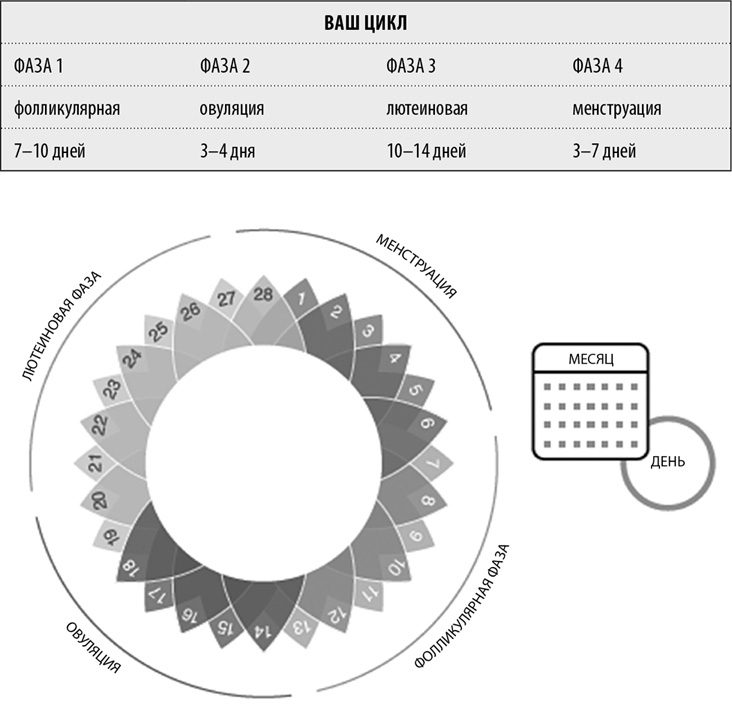 Иллюстрация к книге — В своем ритме. Уникальный метод синхронизации с циклом, который изменит вашу жизнь за 28 дней [i_003.jpg]