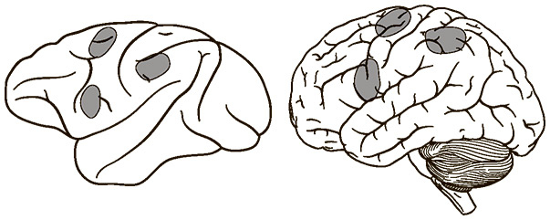 Иллюстрация к книге — Социальный вид [img_17.jpg]