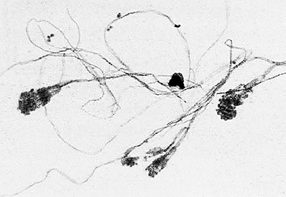 Иллюстрация к книге — Homo Viridae: человек как вирус [i_004.jpg]