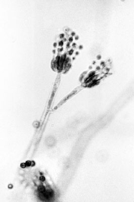 Иллюстрация к книге — Homo Viridae: человек как вирус [i_005.jpg]