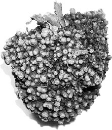 Иллюстрация к книге — Homo Viridae: человек как вирус [i_009.jpg]