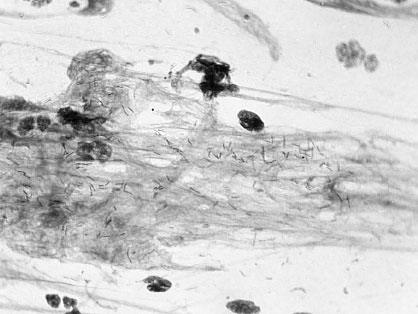 Иллюстрация к книге — Homo Viridae: человек как вирус [i_010.jpg]