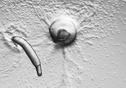 Иллюстрация к книге — Homo Viridae: человек как вирус [i_013.jpg]