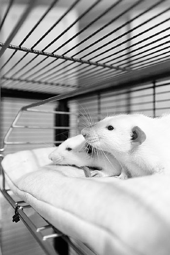 Иллюстрация к книге — Homo Viridae: человек как вирус [i_015.jpg]