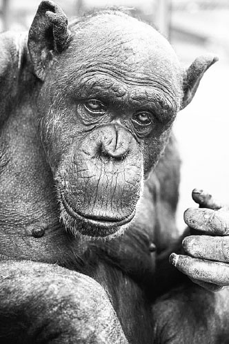 Иллюстрация к книге — Homo Viridae: человек как вирус [i_016.jpg]