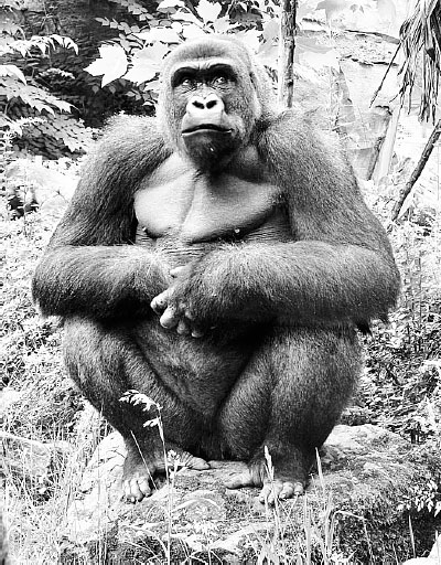 Иллюстрация к книге — Homo Viridae: человек как вирус [i_021.jpg]