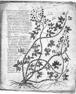 Иллюстрация к книге — Homo Viridae: человек как вирус [i_044.jpg]