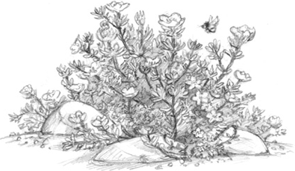 Иллюстрация к книге — Волшебство в вашем саду. Магические свойства растений и способы работы с ними [_10.jpg]